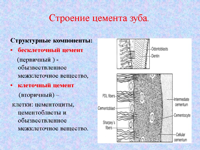 Строение цемента зуба.   Структурные компоненты:     бесклеточный цемент 